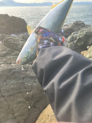ツバスの釣果