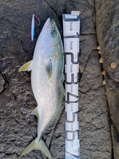 イナダの釣果