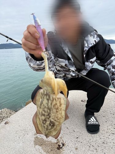 イカの釣果
