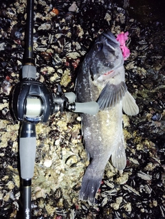 クロソイの釣果