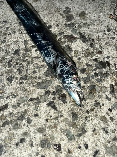 タチウオの釣果