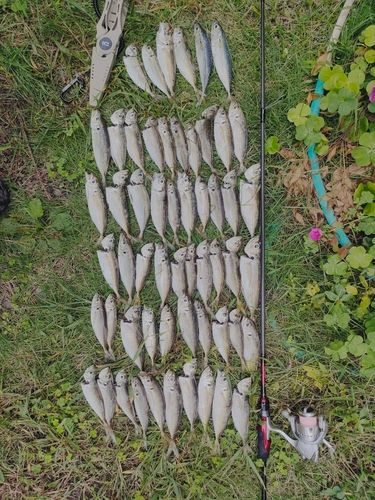 アジの釣果