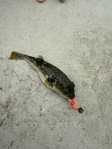 フグの釣果