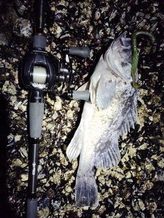 クロソイの釣果