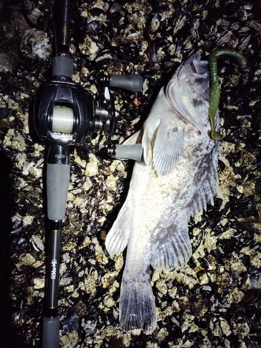 クロソイの釣果