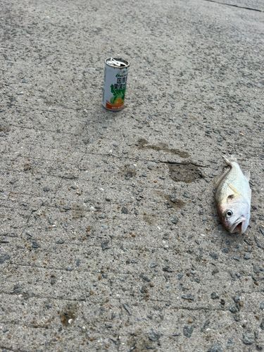 鳩の釜港