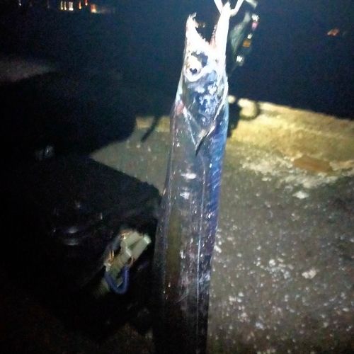 タチウオの釣果