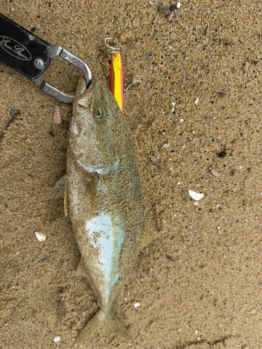 ヤズの釣果