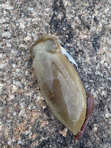 コウイカの釣果
