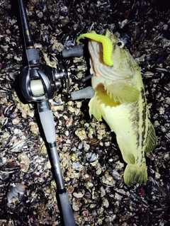 シマソイの釣果