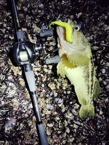 シマソイの釣果