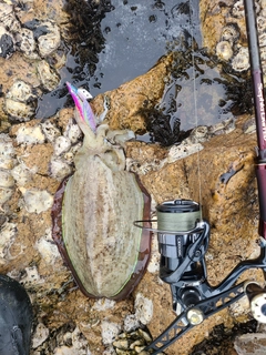 モンゴウイカの釣果