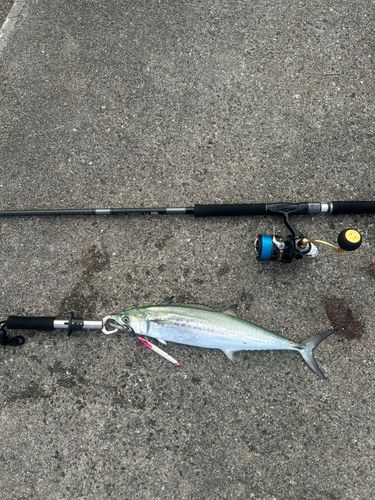 サゴシの釣果