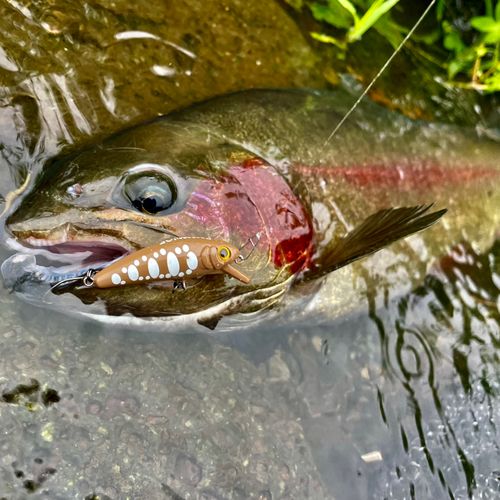 ニジマスの釣果