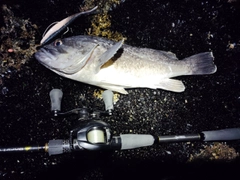 クロソイの釣果