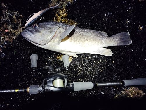 クロソイの釣果