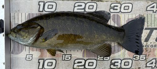 スモールマウスバスの釣果