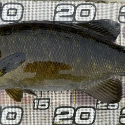 スモールマウスバス