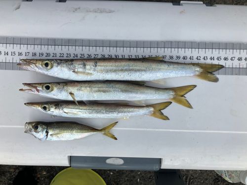 カマスの釣果