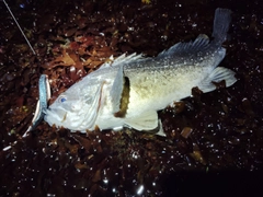 クロソイの釣果