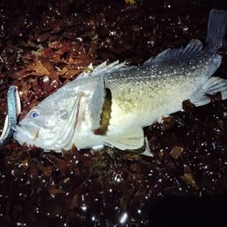 クロソイ