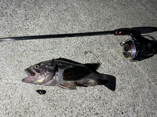 クロソイの釣果