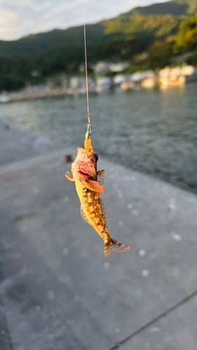 アナハゼの釣果
