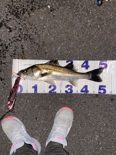 シーバスの釣果