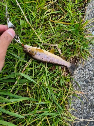 ブラウントラウトの釣果