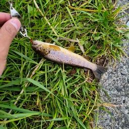 ブラウントラウト