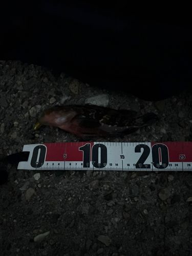 アコウの釣果