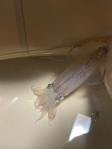 マメイカの釣果