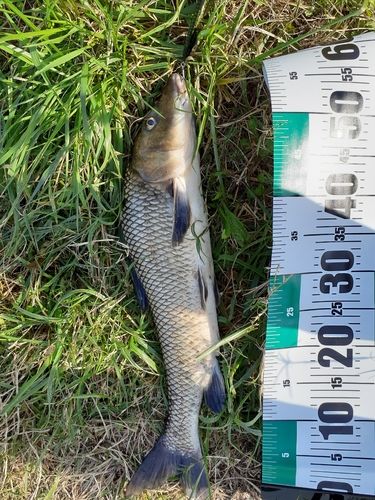 コイの釣果