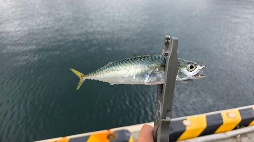 サバの釣果