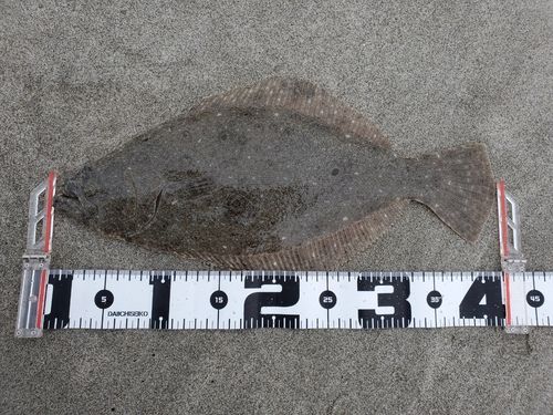 ヒラメの釣果