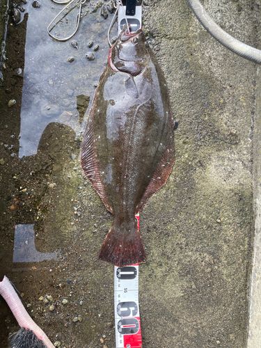 ヒラメの釣果