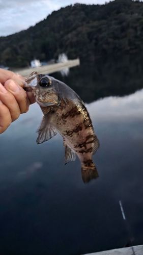 シロメバルの釣果