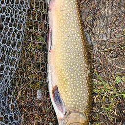 ブルックトラウト