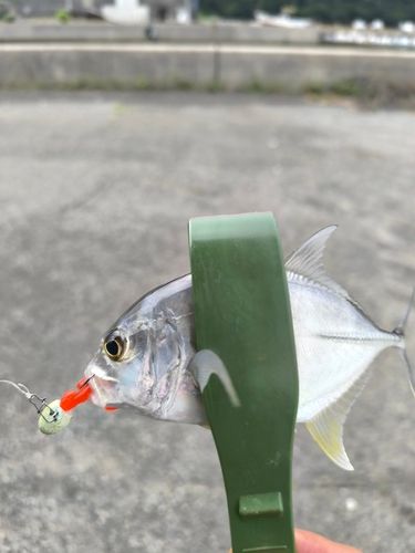 ロウニンアジの釣果