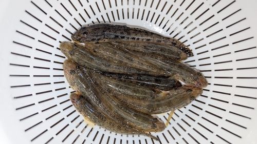 マハゼの釣果