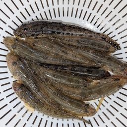 マハゼ