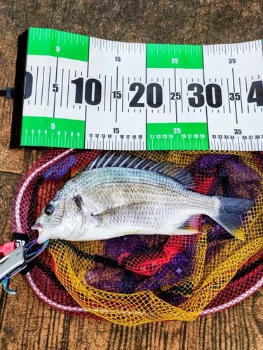キビレの釣果