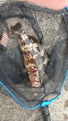 タケノコメバルの釣果