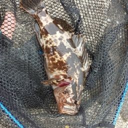 タケノコメバル