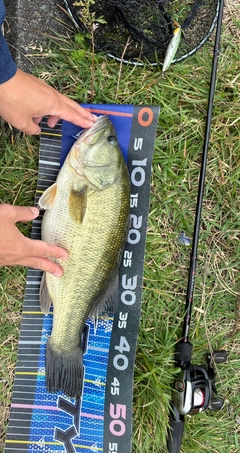 ブラックバスの釣果