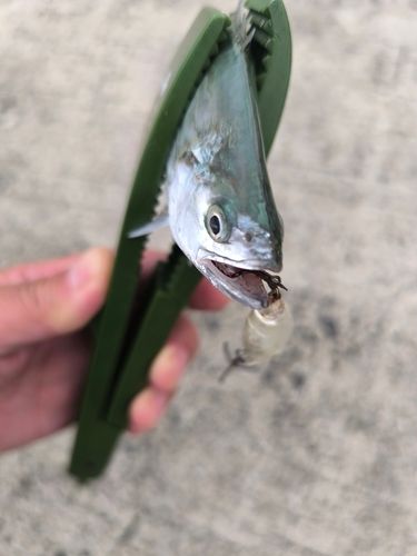 ミナミイケカツオの釣果