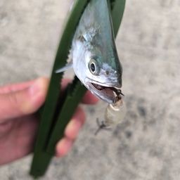 ミナミイケカツオ