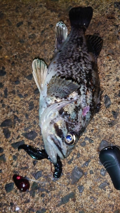 クロソイの釣果