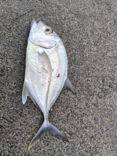 ロウニンアジの釣果