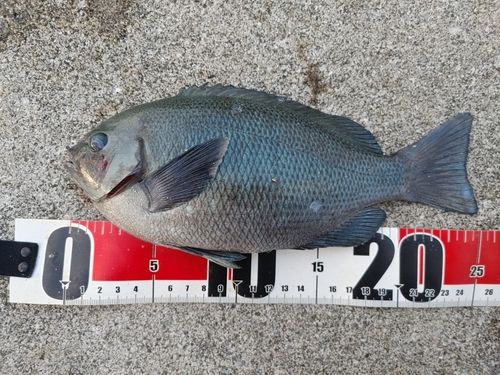 メジナの釣果